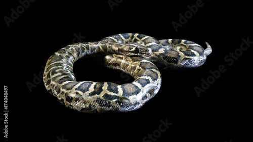 Wallpaper Mural 3d Boa Constrictor The World's Biggest Venomous Snake Isolated on Black Background, 3d Illustration, 3d Rendering Torontodigital.ca