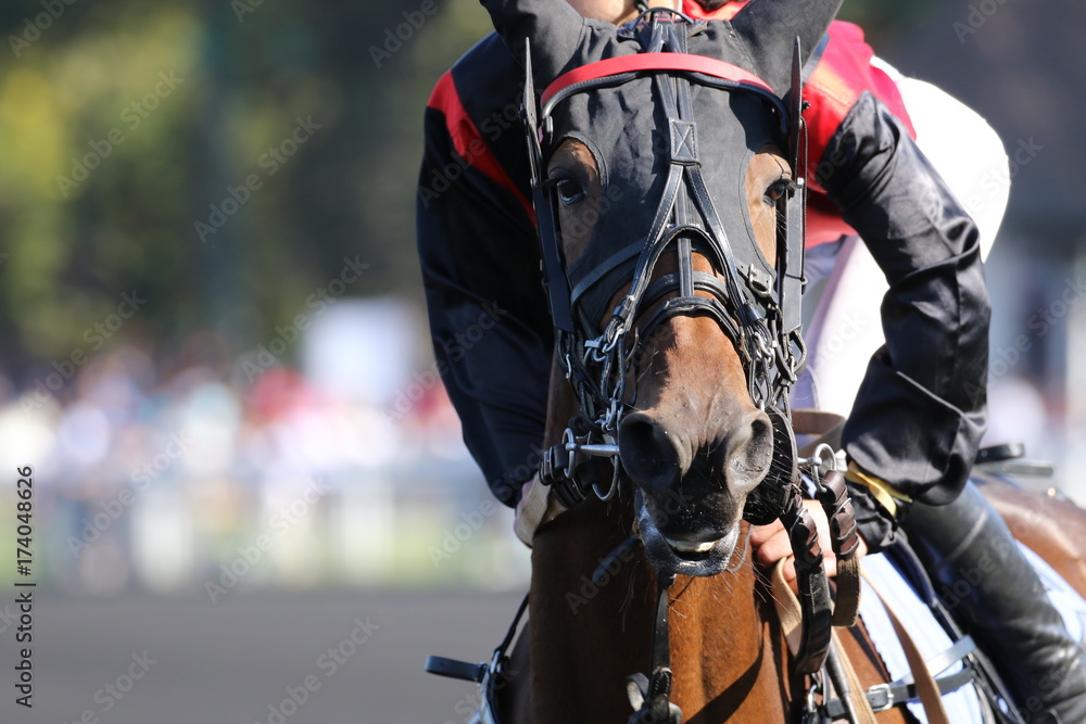 Naklejka premium cheval de courses