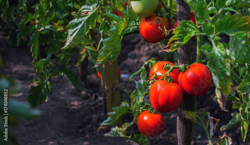 ripe tomato on a bush in the sun's rays. organic food.