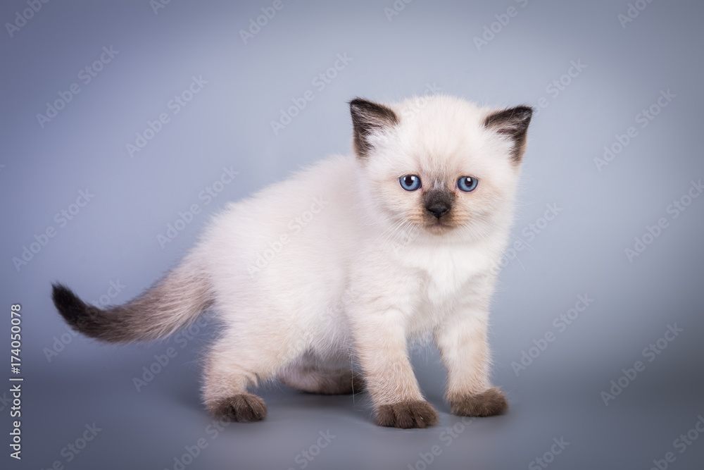 Scottish british kitten on grey background Scottish british kitten on grey background