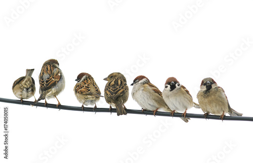 many small birds sparrows sitting on a wire on white isolated background