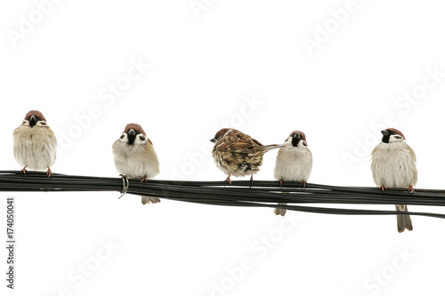 lots of little birds sparrows sitting on a wire on white isolated background