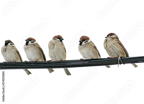 small birds sparrows sitting on the wires on the white background
