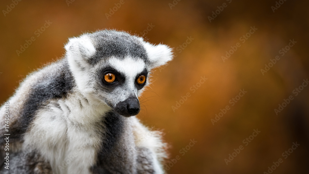 lemur catta, a curious animal lemur catta, a curious animal