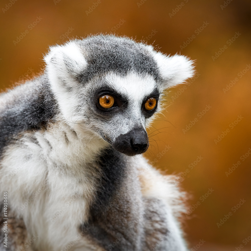 Lemur Catta, a curious animal Lemur Catta, a curious animal