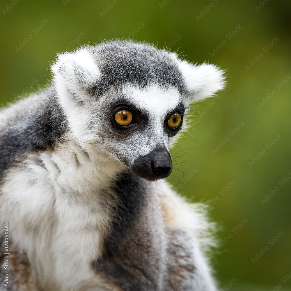Obraz premium Lemur Catta, a curious animal