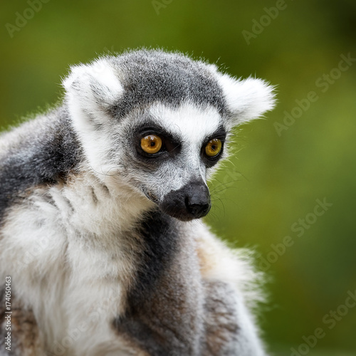Lemur Catta, a curious animal © Baranov