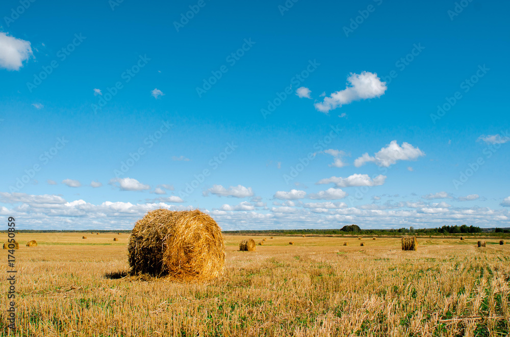 Freshly rolled hay bales on wheat field after a harvest in autumn