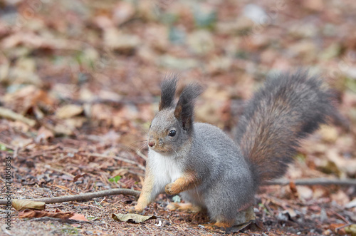 Eastern Gray Squirrel  Sciurus carolinensis  portrait searching for food. Wildlife autumn background