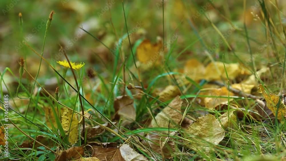 Macro shot of autumnal golden leaves on green grass in sunny wood at beginning of autumn season. Real time full hd video footage. Macro shot of autumnal golden leaves on green grass in sunny wood at beginning of autumn season. Real time full hd video footage.