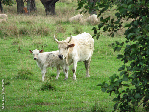 Chillingham wild cow and calf