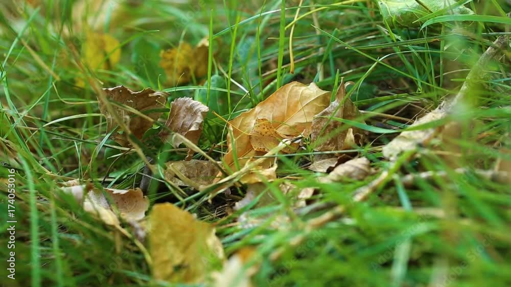 Macro shot of autumnal golden leaves on green grass in sunny wood at beginning of autumn season. Change of seasons concept. Real time full hd video footage. Macro shot of autumnal golden leaves on green grass in sunny wood at beginning of autumn season. Change of seasons concept. Real time full hd video footage.