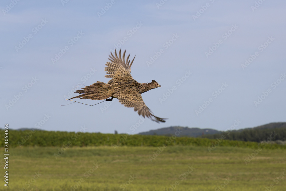 Fototapeta premium Female pheasant flying over the field