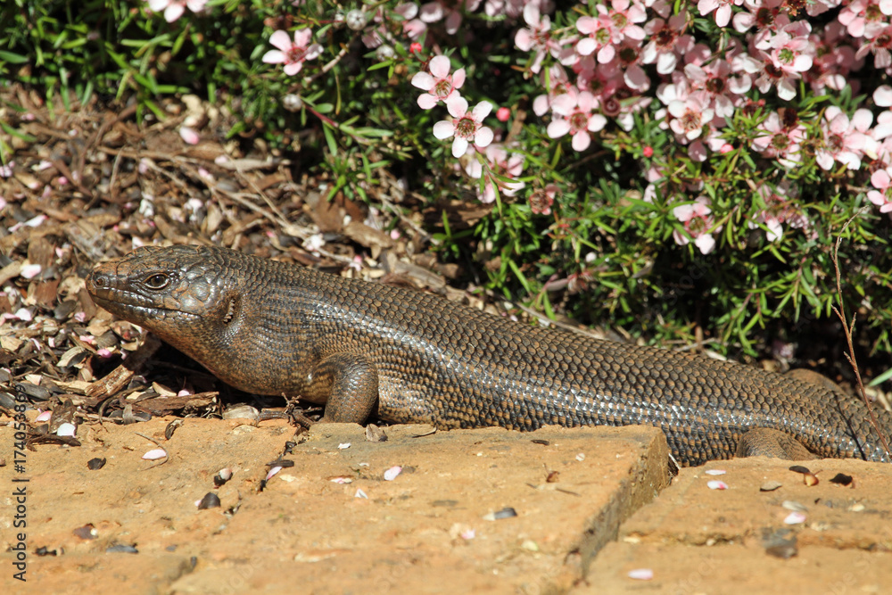 Obraz premium Lizard