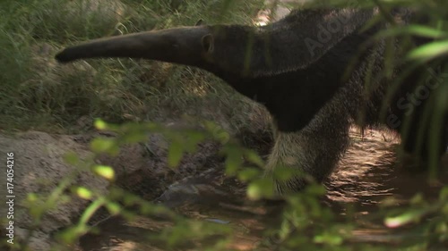 Anteater Walking Through Water