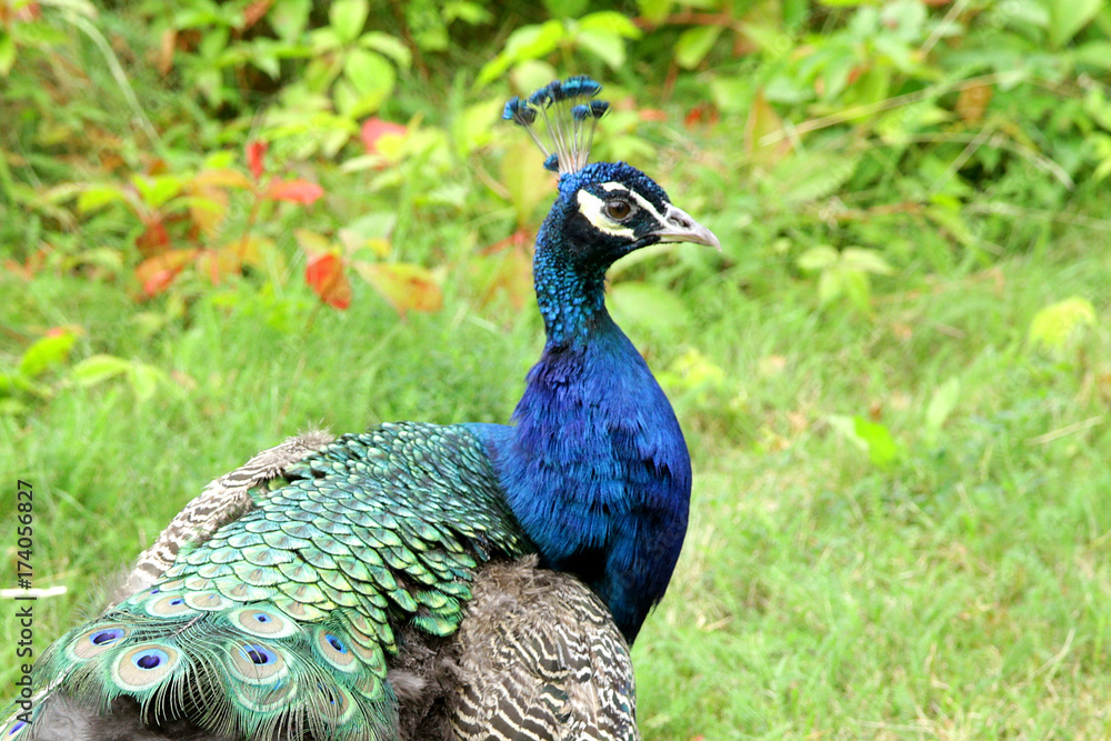 Obraz premium Peafowl Common Pavo cristatus peacock