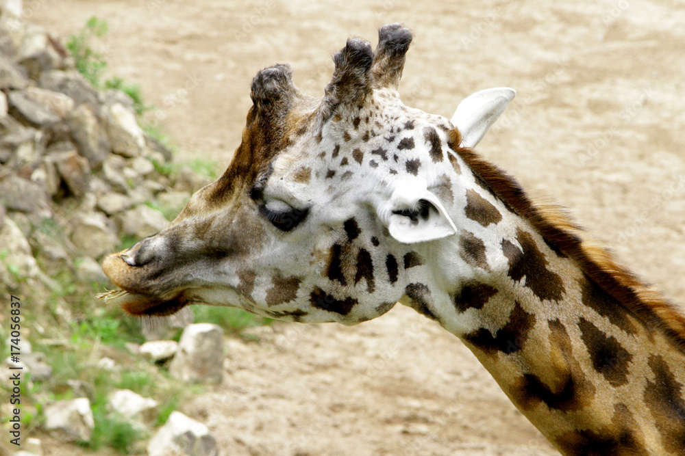 Fototapeta premium Giraffe Baringo Giraffa camelopardalis rothschildi