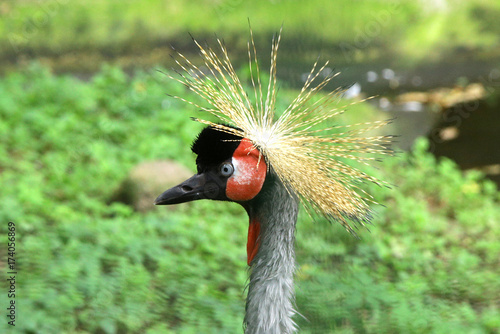 East African Crowned Crane Balearica regulorum gibbericeps photo