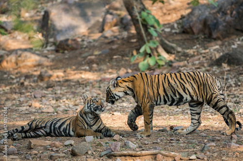 Noor Tigress Cubs  Ranthambore National Park  India