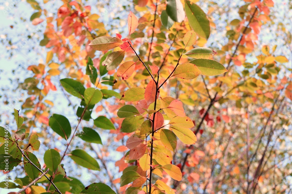 Colorful autumn leafs Colorful autumn leafs