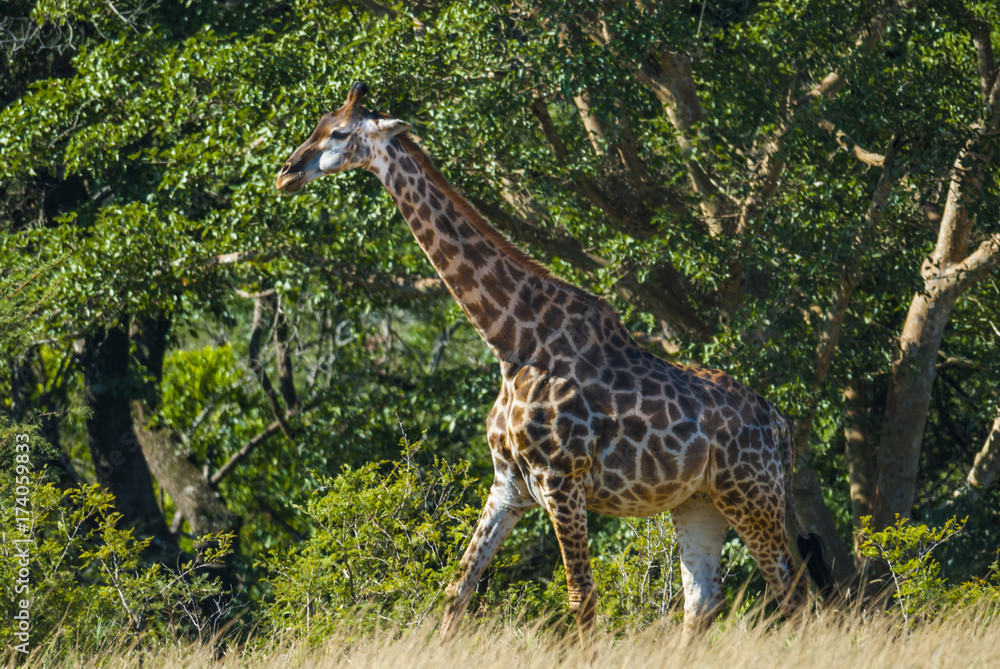 Giraffe South Africa Giraffe South Africa