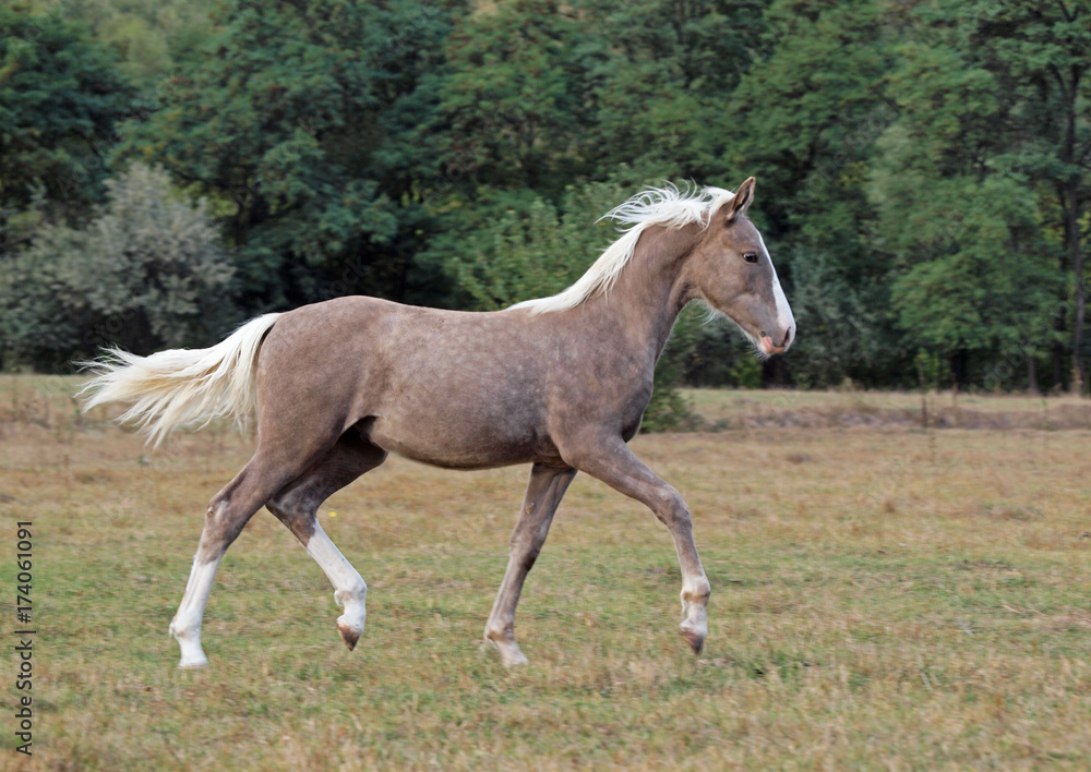 The beautiful foal of rare silvery color trots across the field The beautiful foal of rare silvery color trots across the field