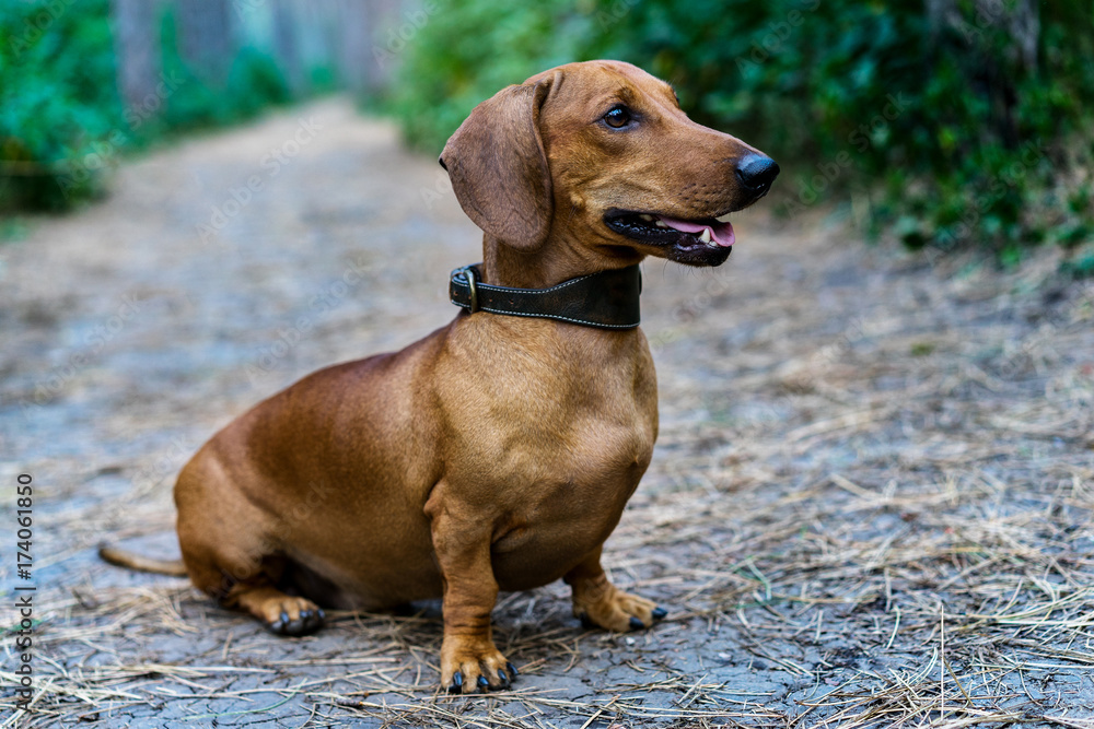 Dog dachshund outdoors. A beautiful red dachshund sits sticking out his tongue in the alley in the park amidst green trees.