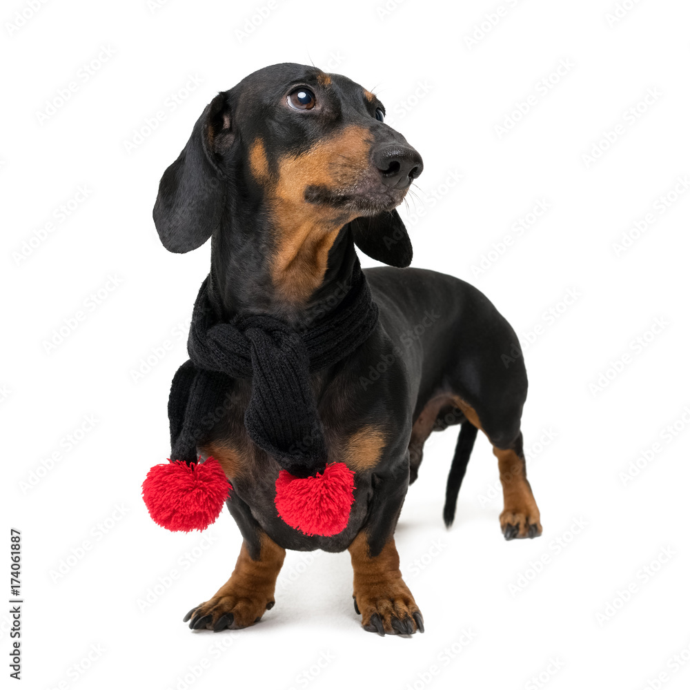 A dog (puppy) of the dachshund breed, black and tan, in a black scarf with red Christmas pom-pomson isolated on white background