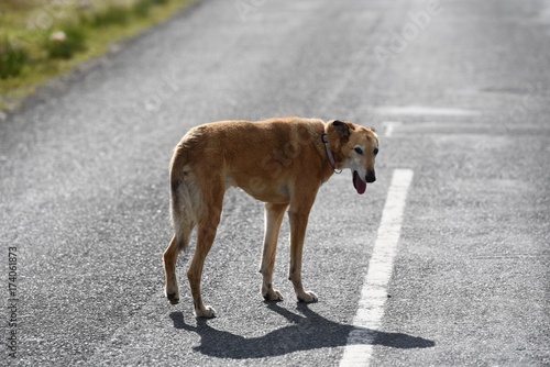Bezpański pies na drodze