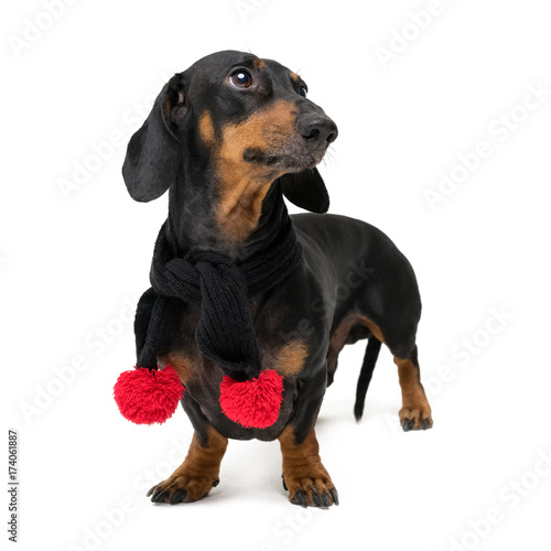 A dog  puppy  of the dachshund breed  black and tan  in a black scarf with red Christmas pom-pomson isolated on white background