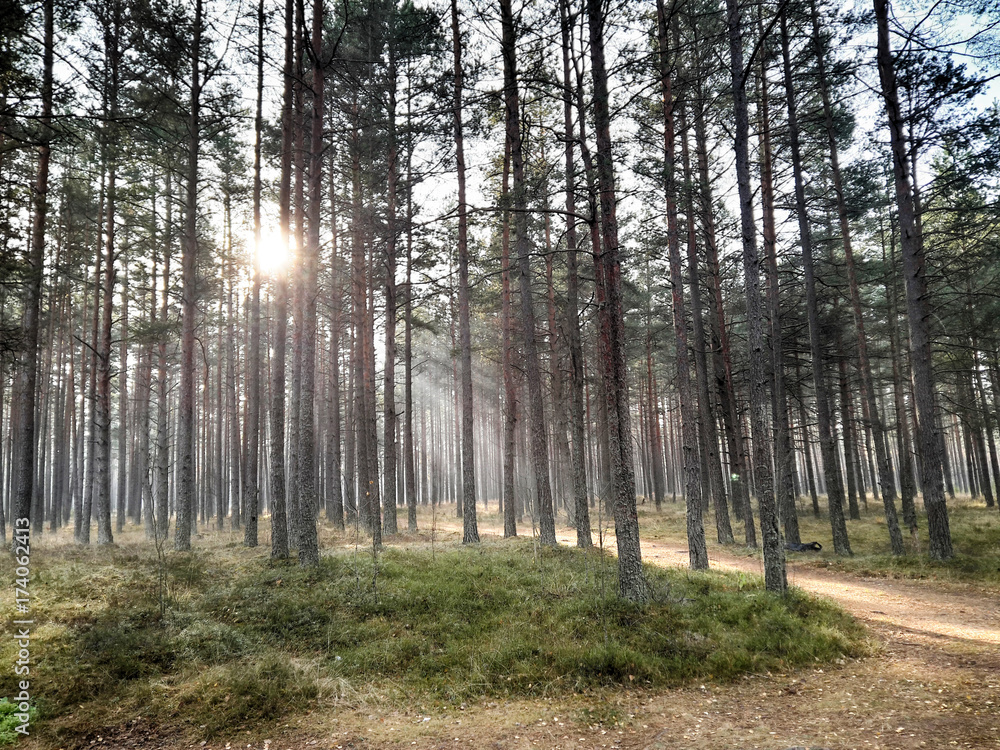 Obraz premium Forest