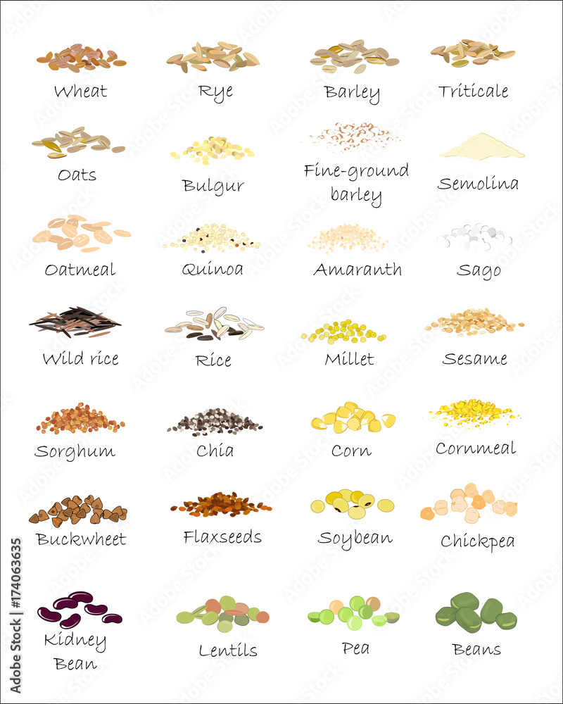 Obraz premium A variety of grains and cereals. Wheat, barley, oats, rye, buckwheat, amaranth, rice, millet, sorghum, quinoa, chia seeds, oatmeal, legumes. Vector isolated