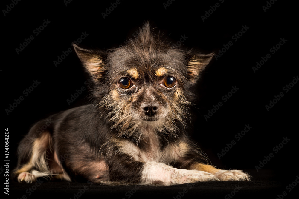 Chihuahua Yorkshire Terrier mongrel, sweet dog on black background Stock  Photo | Adobe Stock