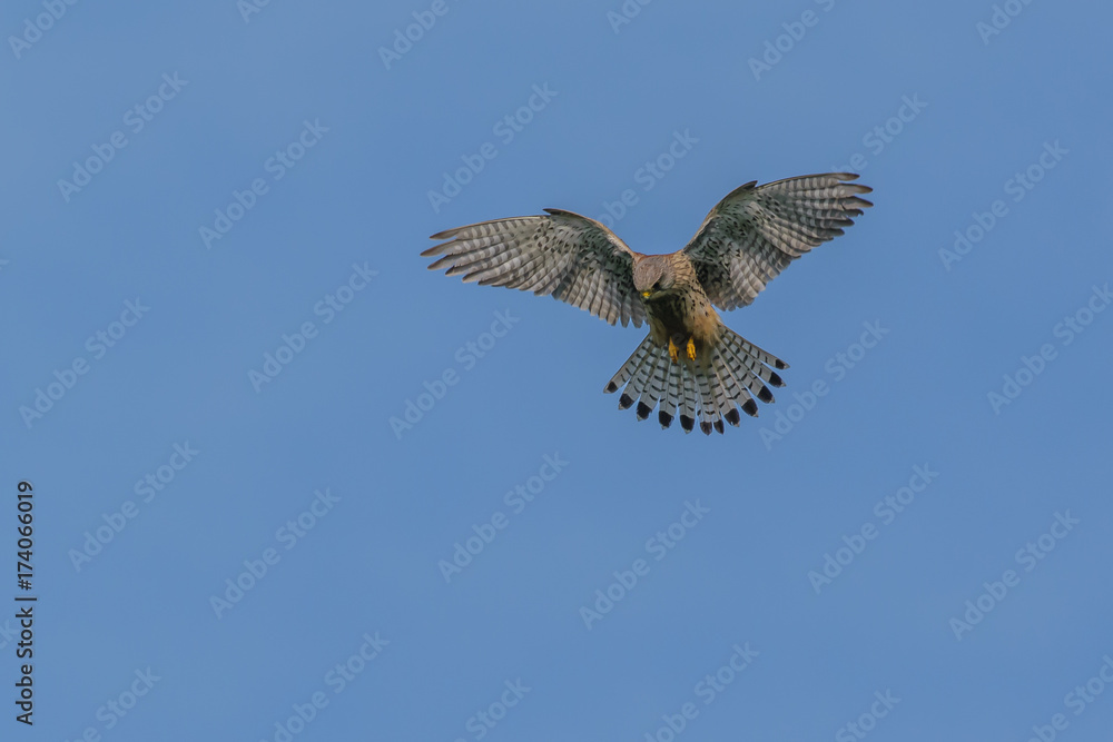 Fototapeta premium Turmfalke im Rüttelflug