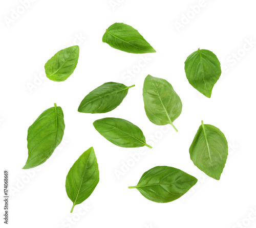 Green fresh basil leaves on white background