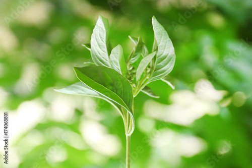 Fresh basil plant on blurred background