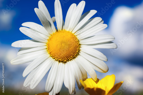 Chamomile among flowers