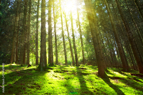 Fototapeta Naklejka Na Ścianę i Meble -  Sun shines through the trees in the pine forest.