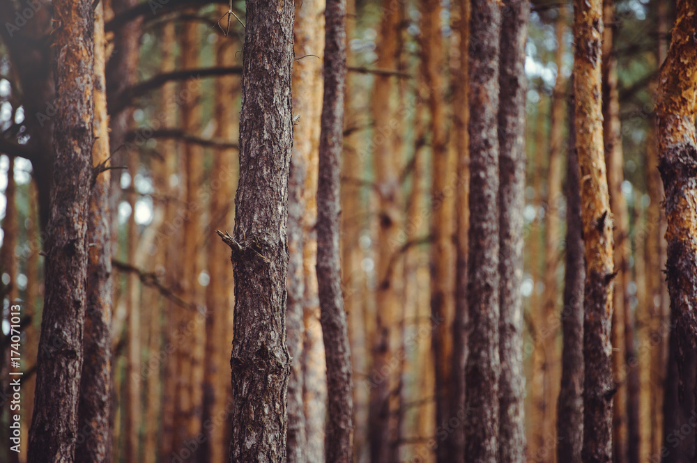 Obraz premium tree trunks in a pine forest, wooden background