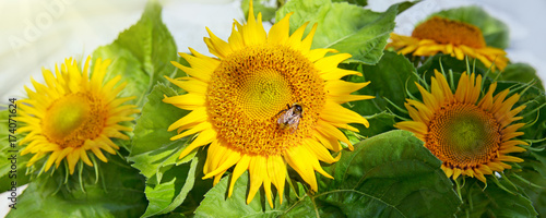 Close up of sunflower and bee .