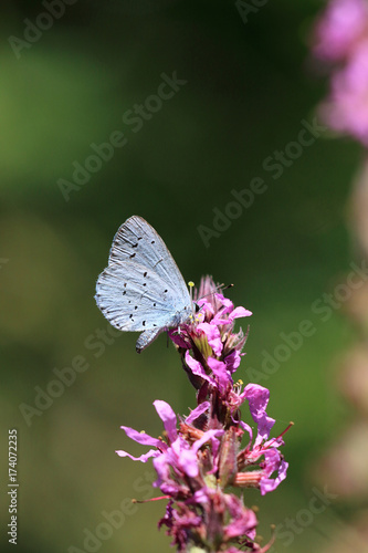 Holly blue butterfly photo
