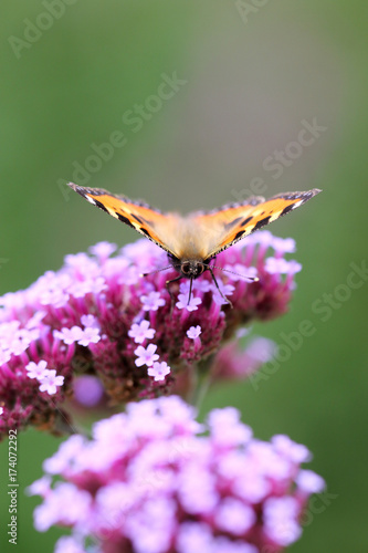 Aglais urticae buterfly on verbena bonariensis photo