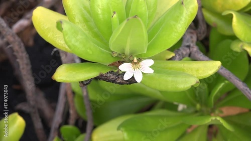 Closeup of the Scaevola taccada (half flower) white flowers. Big Island, Hawaii, USA photo