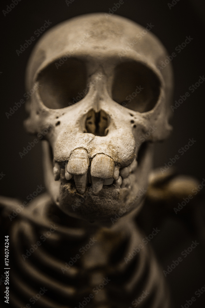 Skull Skull