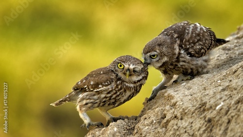 Photos A young little owl asks his parent's food