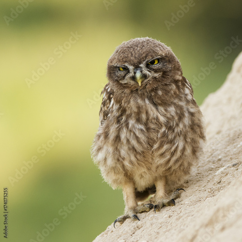 The little owl standing and looking at camera on a beautiful background.