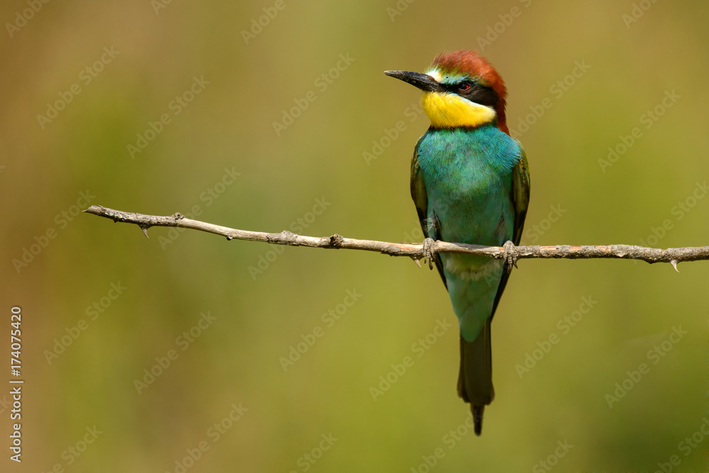 European bee-eater sitting on a stick on a beautiful background.