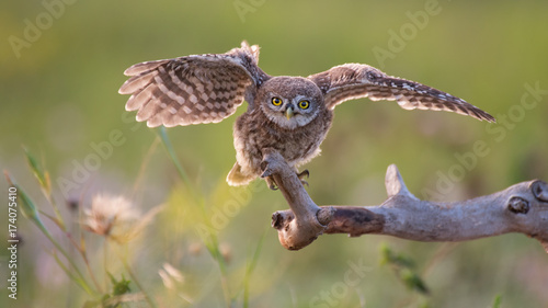 A young little owl sitting on a stick with wings spread on a beautiful background.