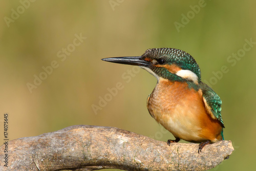 Kingfisher sitting on a stick on a beautiful background. Alcedo atthis