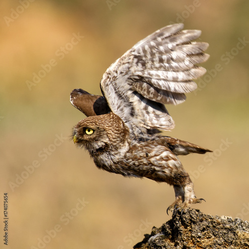 The little owl takes off from the stone.